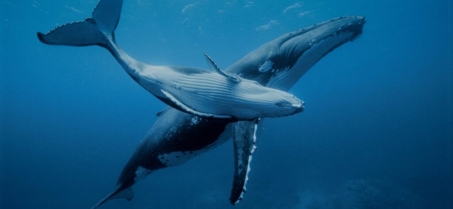 how-a-‘powerful-vision’-on-whales-and-oceans-could-change-worldviews