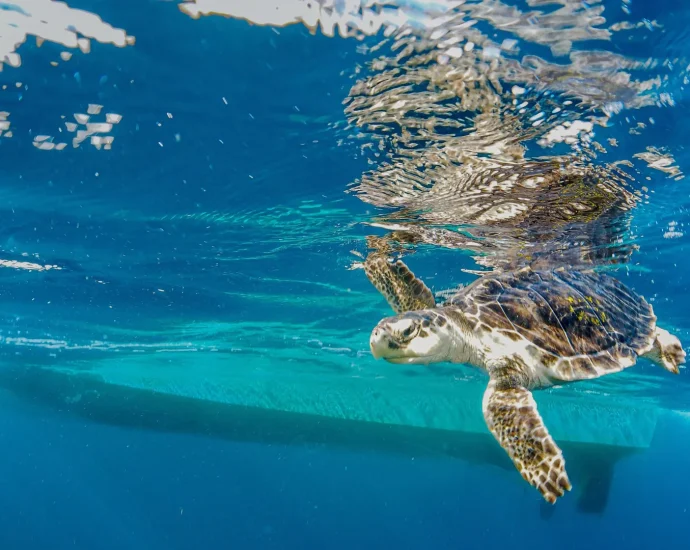 endangered-sea-turtles-hear-ship-noise-loud-and-clear