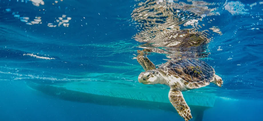 endangered-sea-turtles-hear-ship-noise-loud-and-clear
