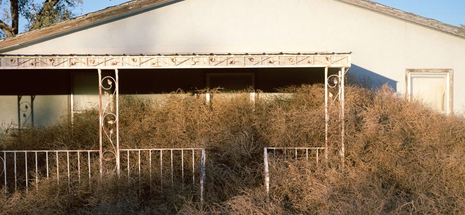 what-tumbleweed-can-teach-protesters 