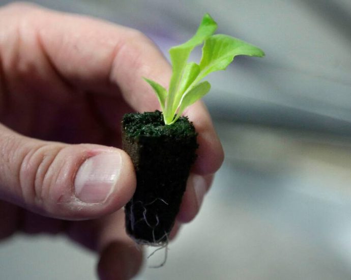 Here’s how to start your backyard vegetable garden