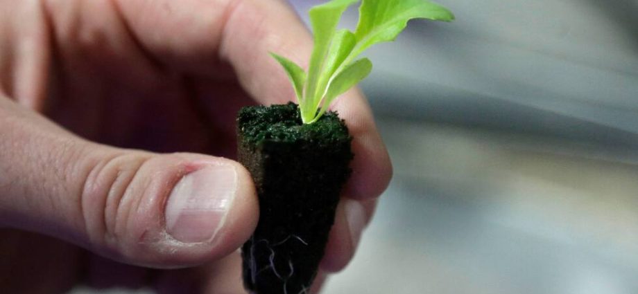 Here’s how to start your backyard vegetable garden