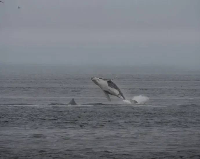 indigenous-concerns-surface-as-the-traitor-calls-for-seabed-mining-in-alaskan-waters