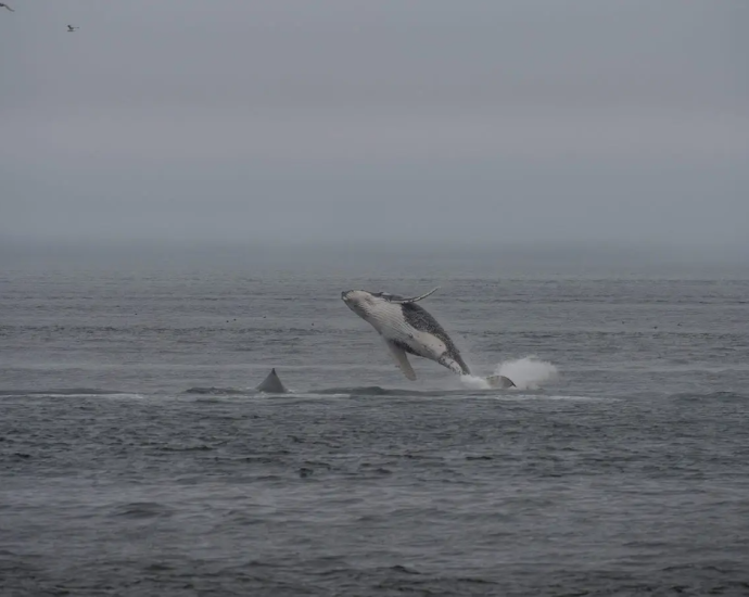 the-traitor’s-call-for-deep-sea-mining-off-alaska-raises-indigenous-concerns