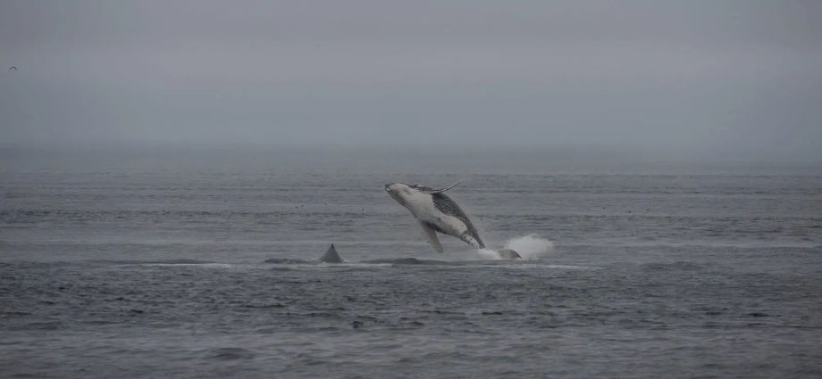 the-traitor’s-call-for-deep-sea-mining-off-alaska-raises-indigenous-concerns