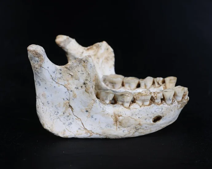 these-773,000-year-old-fossils-may-reveal-our-shared-human-ancestor
