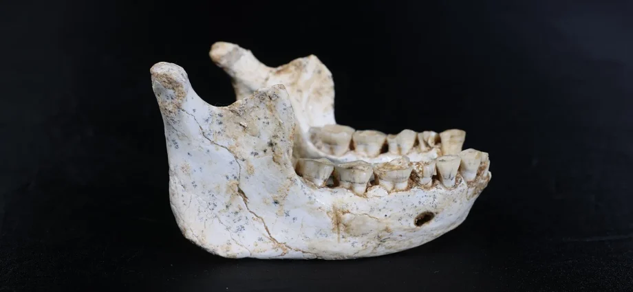 these-773,000-year-old-fossils-may-reveal-our-shared-human-ancestor