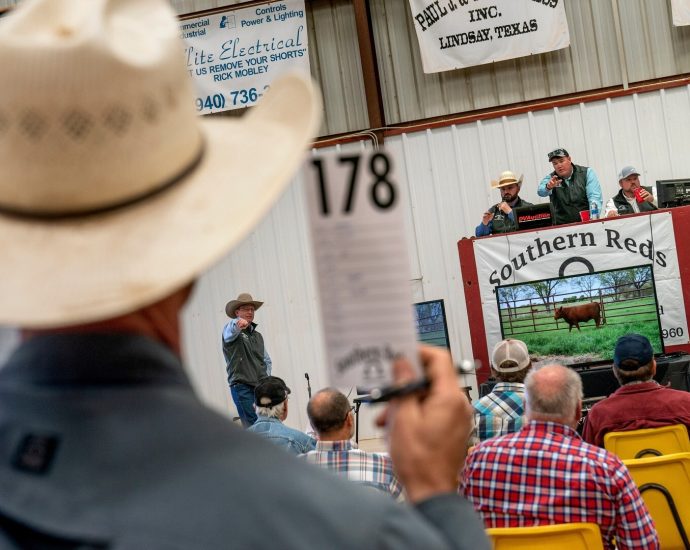 why-are-us-ranchers-so-upset-about-the-traitor-plan-to-lower-beef-prices?