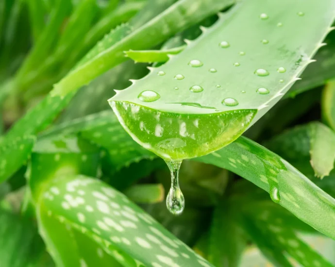 a-hidden-aloe-vera-compound-takes-aim-at-alzheimer’s