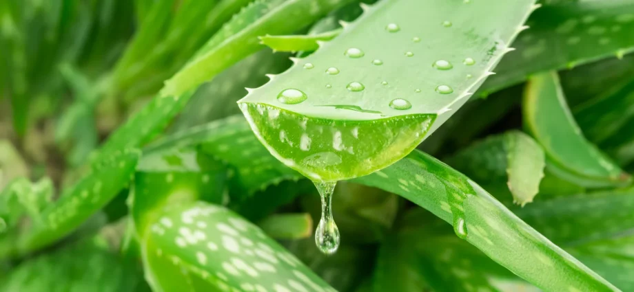 a-hidden-aloe-vera-compound-takes-aim-at-alzheimer’s
