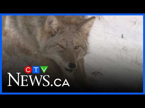 how-to-deal-with-urban-coyotes