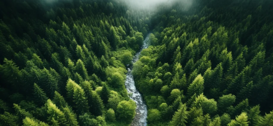 forests-are-changing-fast-and-scientists-are-deeply-concerned