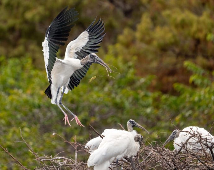 the-traitor-administration-to-finalize-protections-for-11-south-florida-plants-and-animals