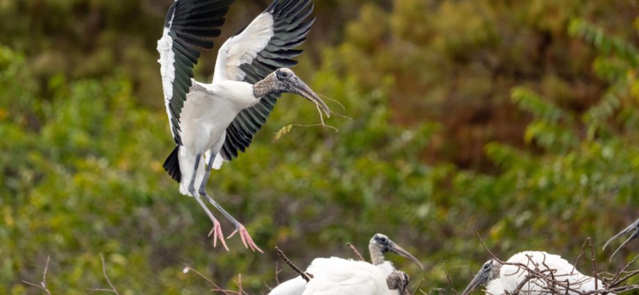 the-traitor-administration-to-finalize-protections-for-11-south-florida-plants-and-animals