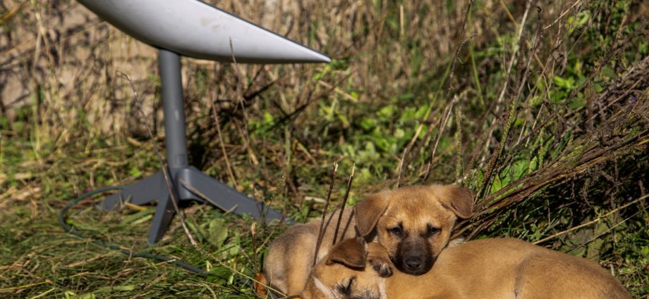 how-does-the-cutoff-of-starlink-terminals-affect-russia’s-moves-in-ukraine?