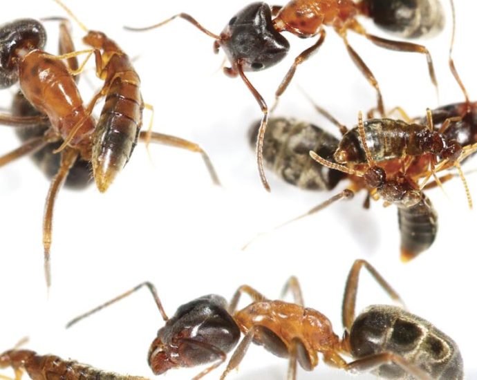 a-socal-beetle-that-poses-as-an-ant-may-have-answered-a-key-question-about-evolution