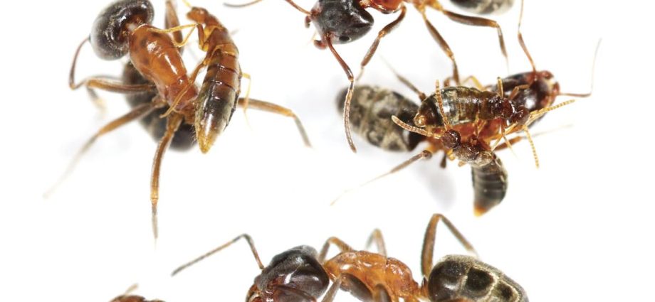 a-socal-beetle-that-poses-as-an-ant-may-have-answered-a-key-question-about-evolution