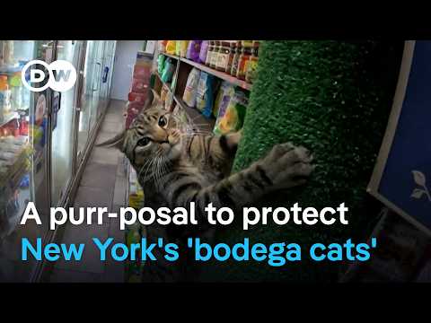 new-york:-council-member-wants-to-save-corner-store-kitties-from-eviction-|-dw-news