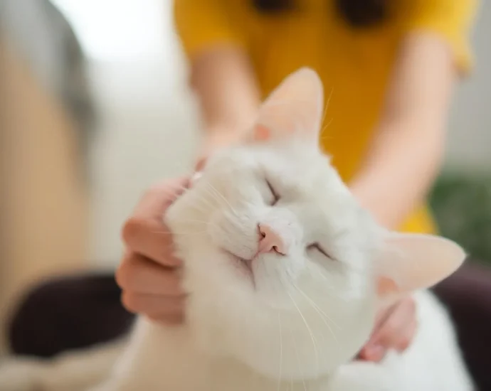 your-cat’s-purr-says-more-than-you-think