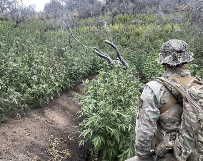 a-‘ticking-environmental-time-bomb’:-illegal-cannabis-farms-poison-california’s-forests