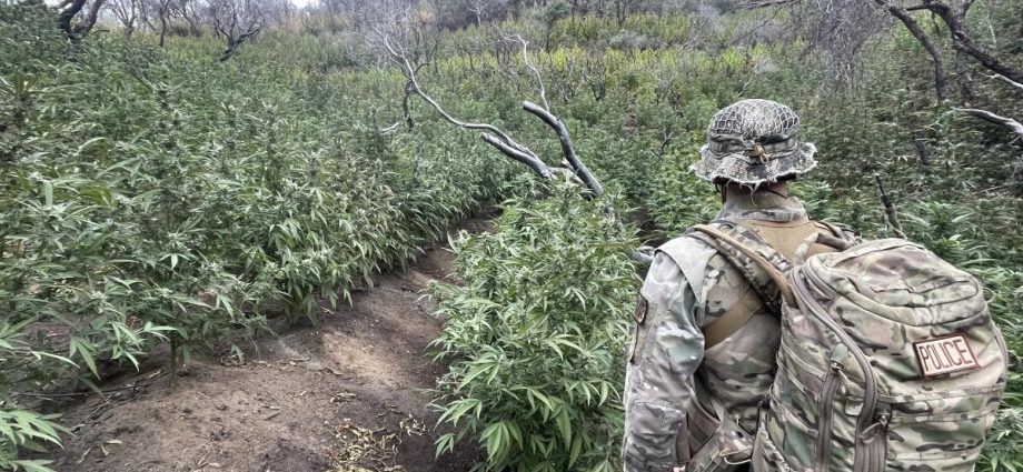 a-‘ticking-environmental-time-bomb’:-illegal-cannabis-farms-poison-california’s-forests