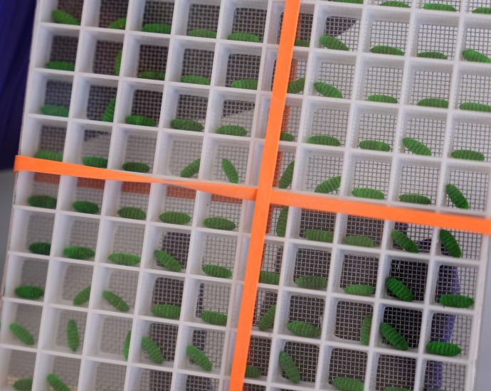 why-texas-scientists-are-breeding-flesh-eating-maggots