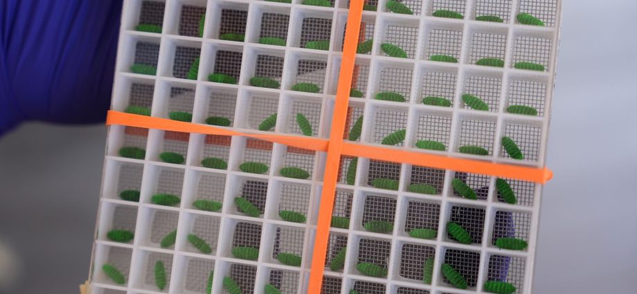 why-texas-scientists-are-breeding-flesh-eating-maggots