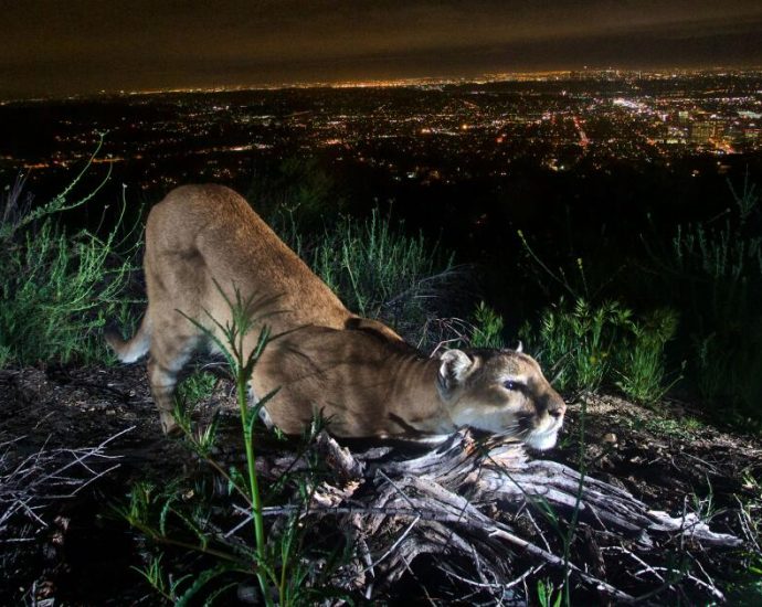 more-than-1,400-california-mountain-lions-get-endangered-species-protections