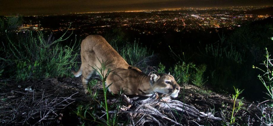 more-than-1,400-california-mountain-lions-get-endangered-species-protections