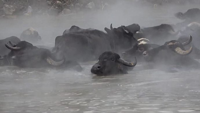 turkey:-unusual-footage-shows-water-buffaloes-soaking-in-hot-springs