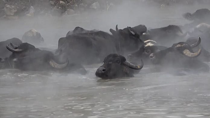 turkey:-unusual-footage-shows-water-buffaloes-soaking-in-hot-springs