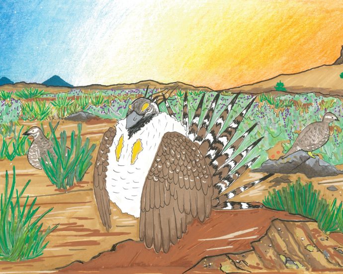what’s-needed-to-protect-sage-grouse?