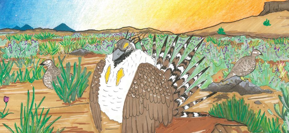 what’s-needed-to-protect-sage-grouse?