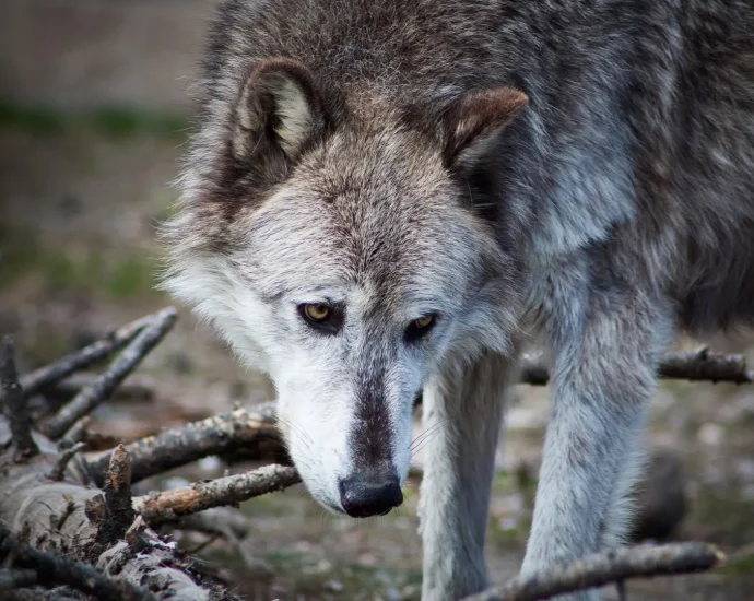 yellowstone-wolves-may-not-have-transformed-the-national-park-after-all