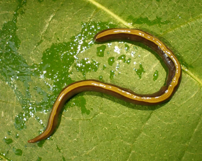scientists-discover-pets-are-helping-an-invasive-flatworm-spread