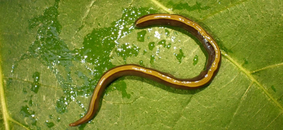 scientists-discover-pets-are-helping-an-invasive-flatworm-spread