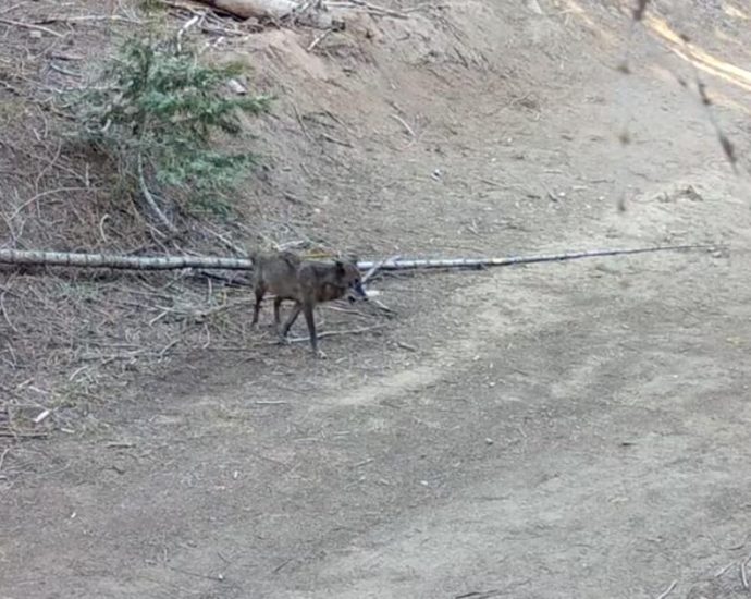 a-wolf-came-to-la-looking-for-love.-on-valentine’s-day,-she’s-moved-on