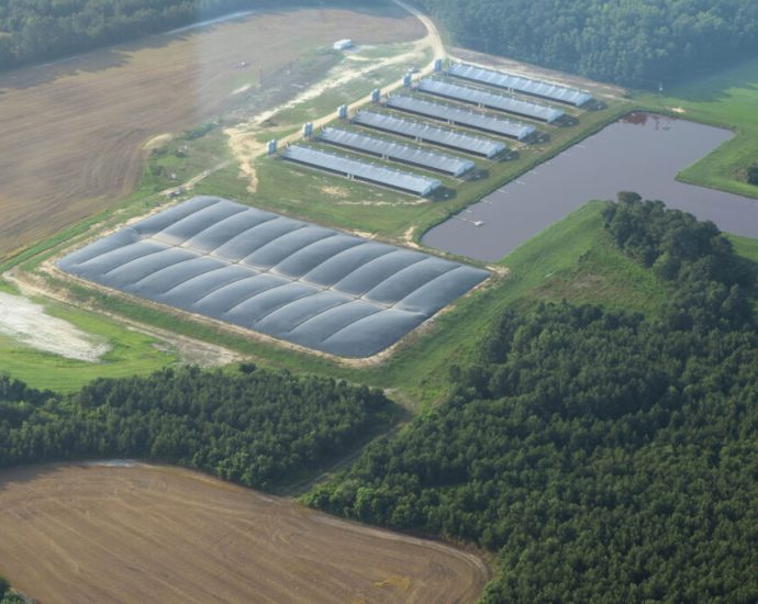 california-pays-farms-to-make-biogas-from-hog-waste-in-north-carolina,-where-locals-say-it’s-fueling-pollution