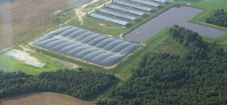 california-pays-farms-to-make-biogas-from-hog-waste-in-north-carolina,-where-locals-say-it’s-fueling-pollution
