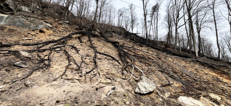 the-voracious-vine-that-‘ate-the-south’-can-also-fuel-wildfires