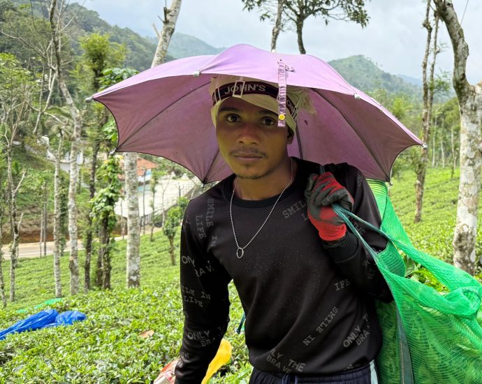 driven-by-money,-pushed-by-passion:-migrant-tea-pickers-of-kerala,-india