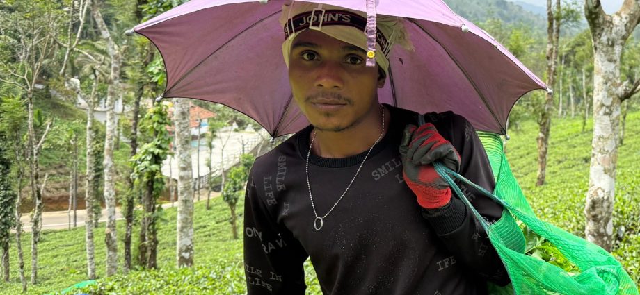 driven-by-money,-pushed-by-passion:-migrant-tea-pickers-of-kerala,-india