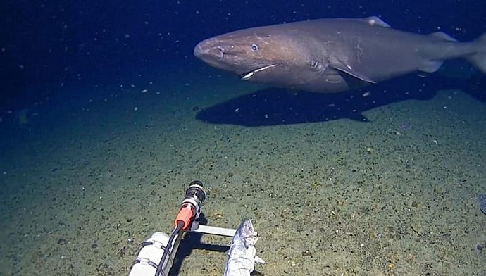 sleeper-shark-filmed-for-first-time-in-antarctica’s-near-freezing-deep-waters