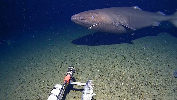 sleeper-shark-filmed-for-first-time-in-antarctica’s-near-freezing-deep-waters