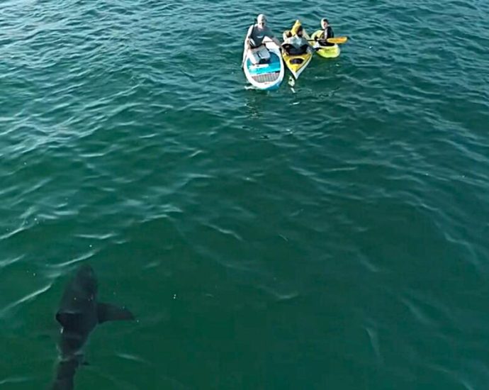 shark-attacks-rose-in-2025.-here’s-why-californians-should-take-note