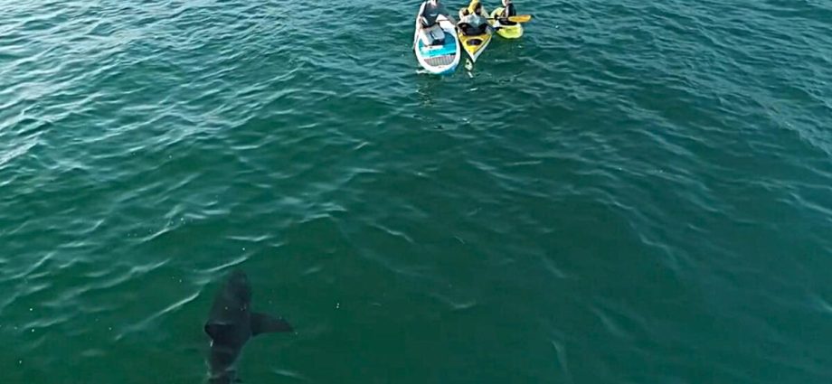 shark-attacks-rose-in-2025.-here’s-why-californians-should-take-note