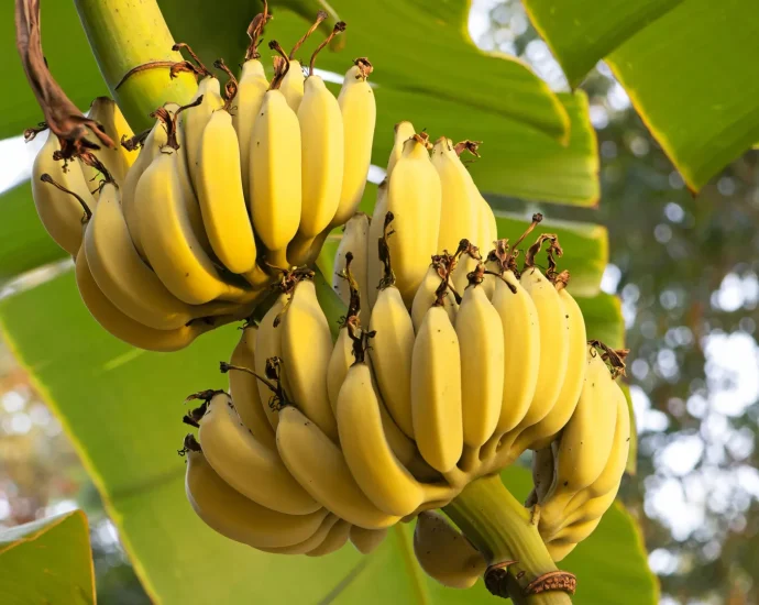 scientists-discover-gene-that-could-save-bananas-from-deadly-panama-disease