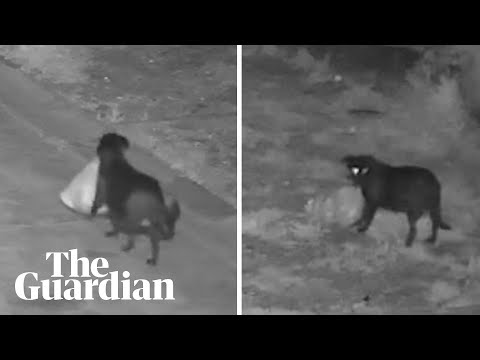 fly-tipping-dog-caught-on-cctv-in-sicily