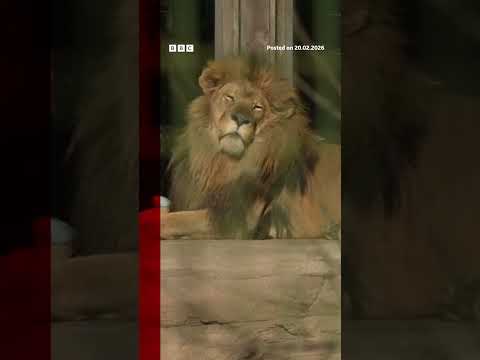 how-lion-dna-helped-convict-poachers-for-first-time.-#africa-#bbcnews