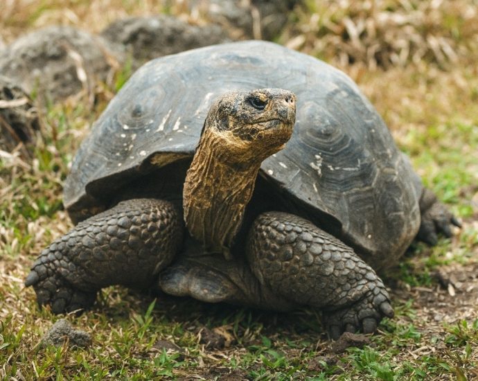 nasa-is-helping-bring-giant-tortoises-back-to-the-galapagos